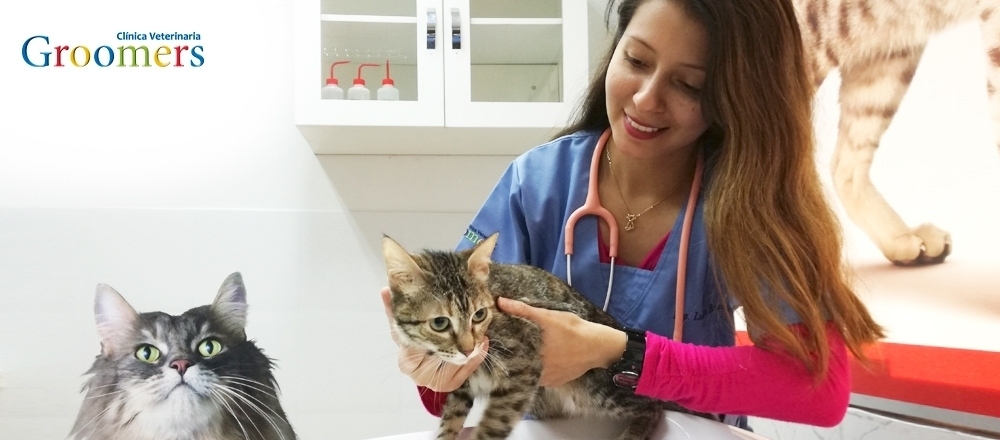 GROOMERS | ATENCIÓN MEDICA - Mi carcochita - Club De Suscriptores El Comercio Perú.